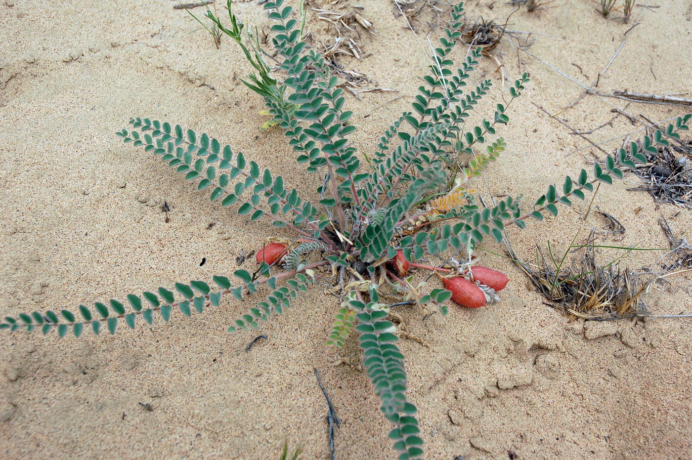 Изображение особи Astragalus longipetalus.