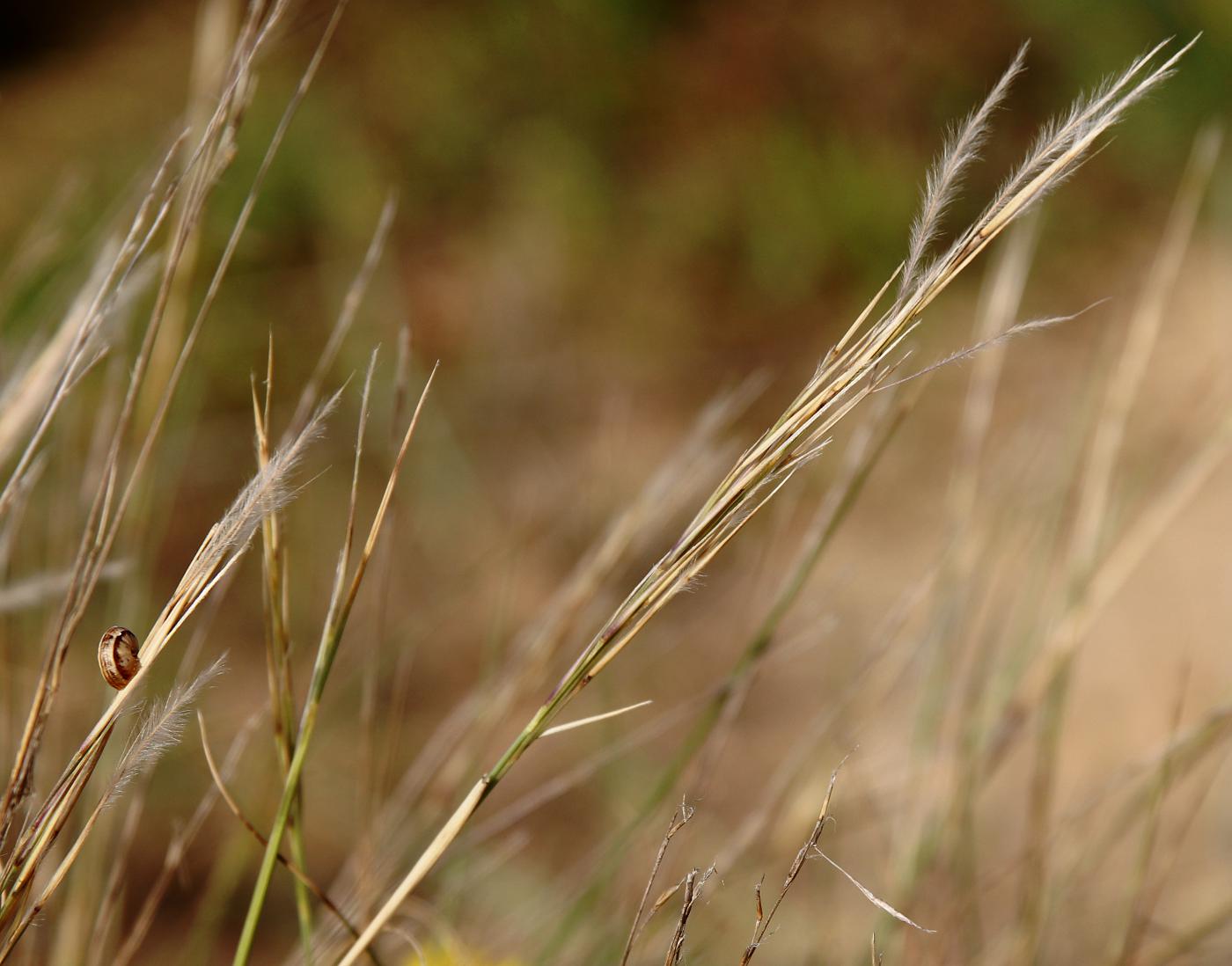 Image of Stipagrostis lanata specimen.