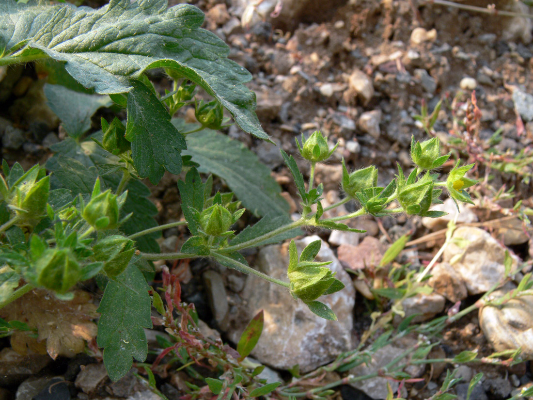 Image of Potentilla norvegica specimen.