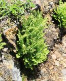 Woodsia ilvensis. Растение на сухой солнечной скале. Приморский край, окр. г. Владивосток. 20.05.2020.