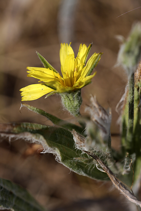 Image of genus Scorzonera specimen.