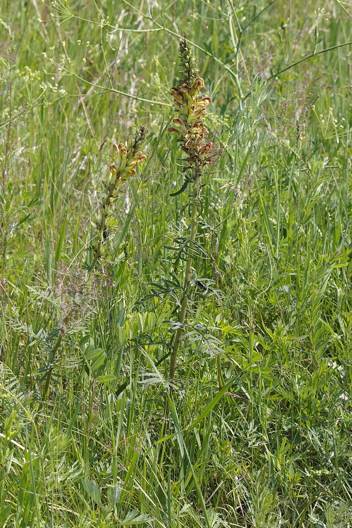 Изображение особи Pedicularis striata.