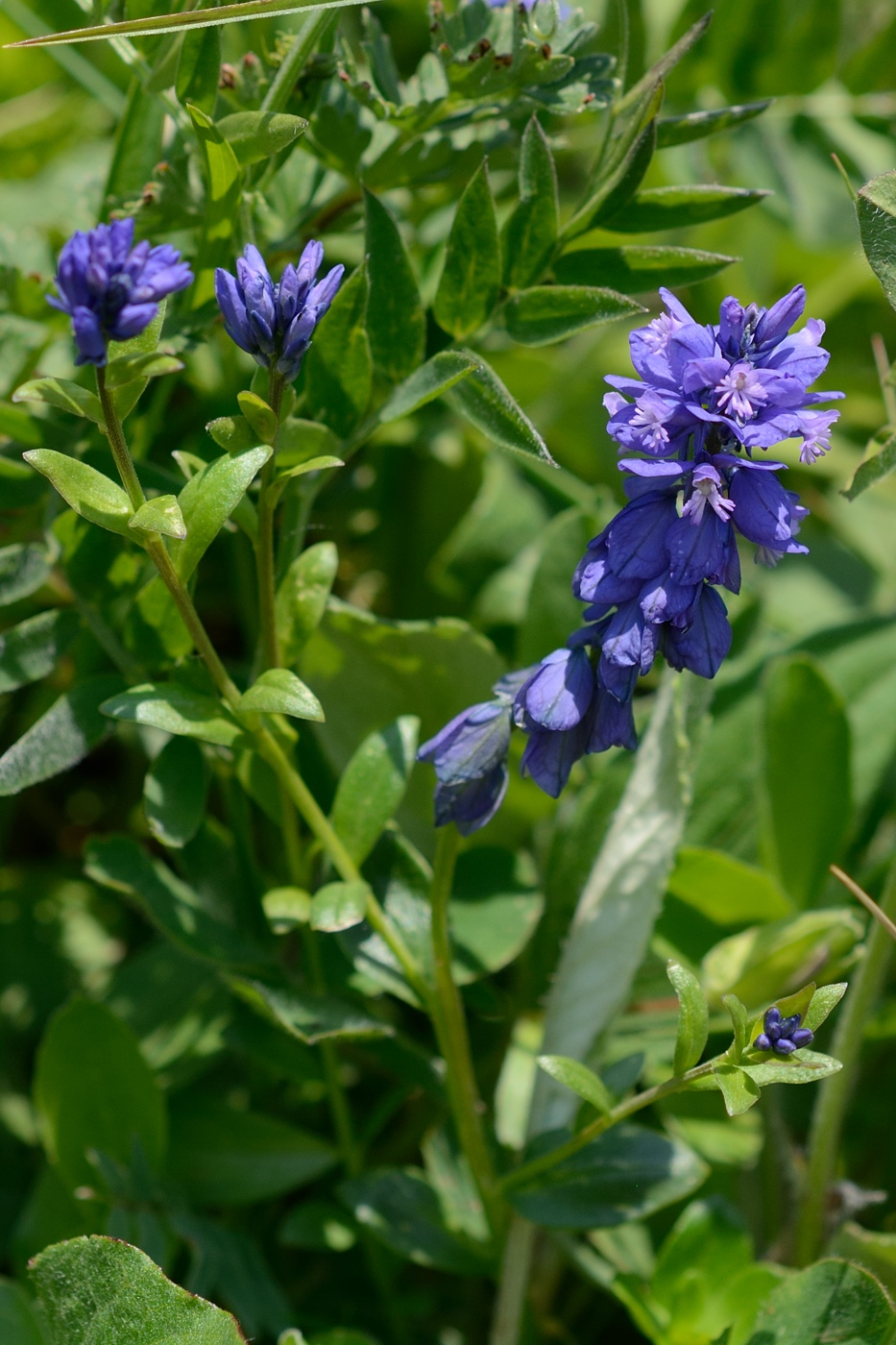 Image of Polygala alpicola specimen.