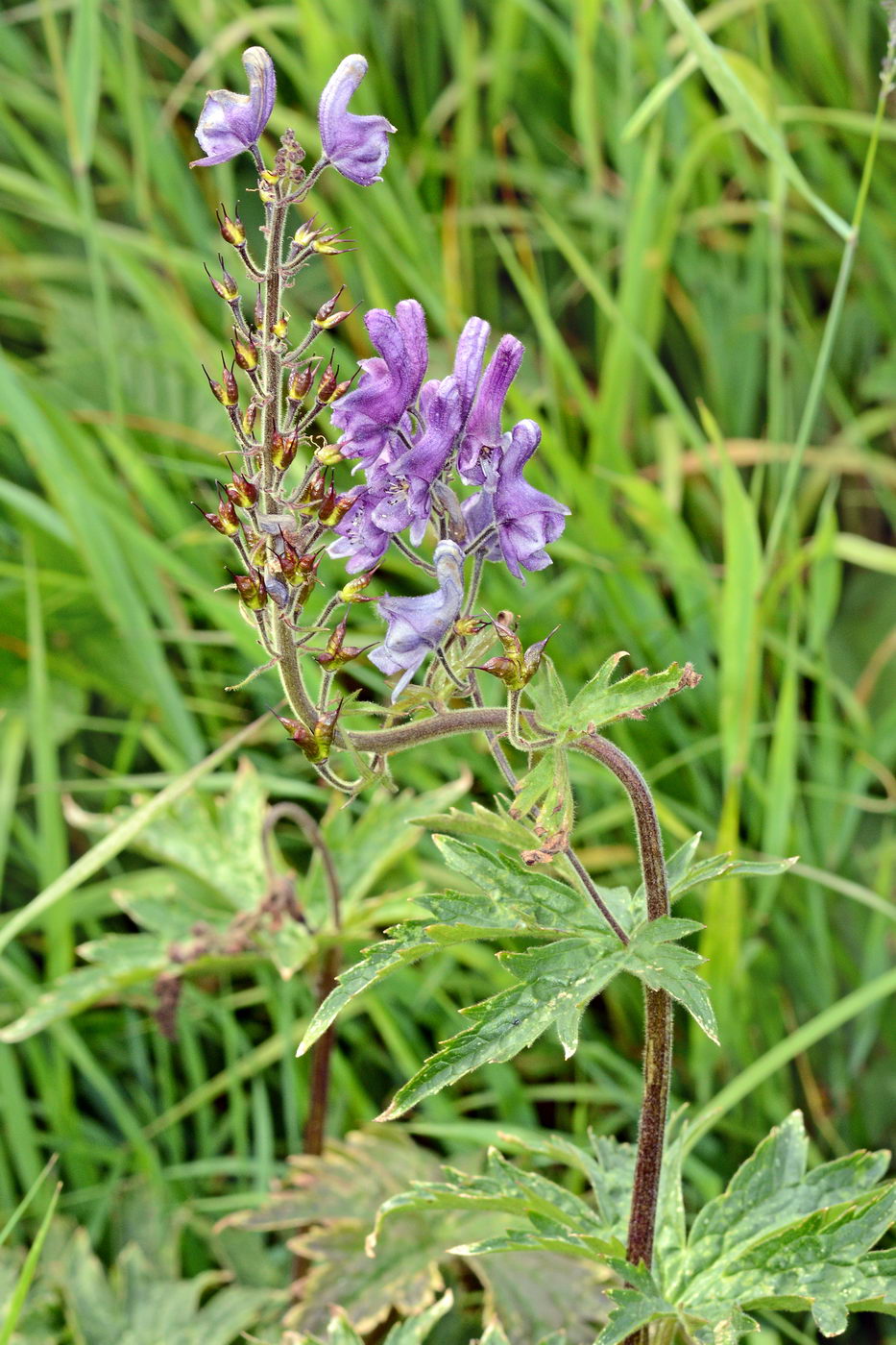 Image of Aconitum septentrionale specimen.