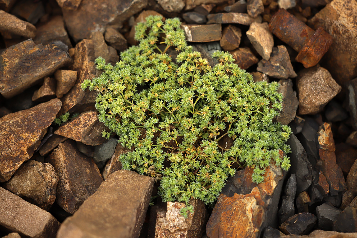 Изображение особи Scleranthus annuus.