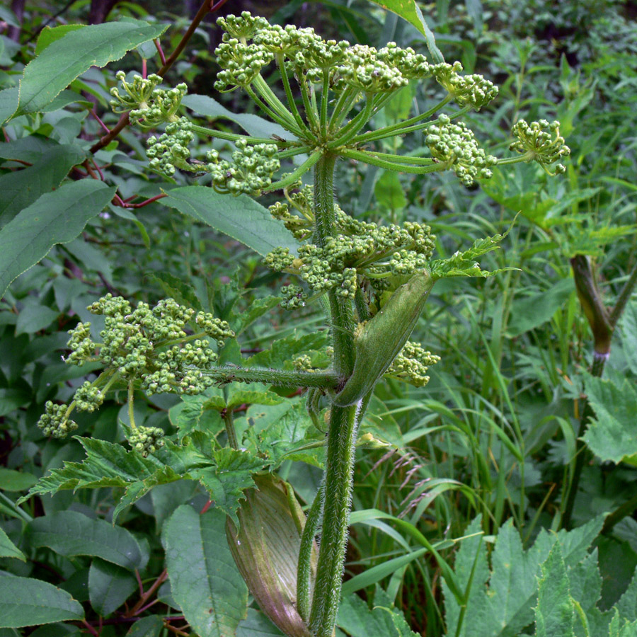 Изображение особи Heracleum sibiricum.