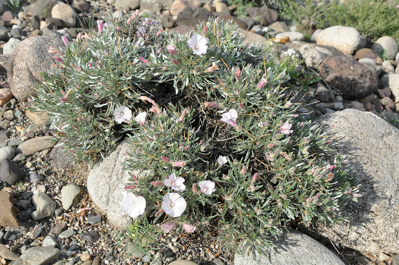 Изображение особи Convolvulus tragacanthoides.