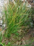 Juncus trifidus. Цветущее растение. Украина, Закарпатская обл., Раховский р-н, хребет Черногора, гора Петрос, субальпийский луг, 1900 м н.у.м. 15 июля 2007 г.