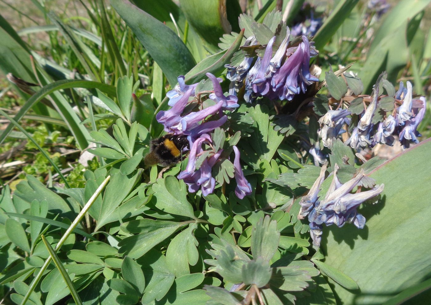 Image of Corydalis solida specimen.