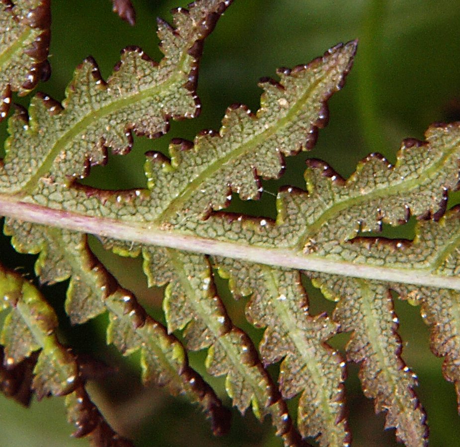 Image of genus Pedicularis specimen.