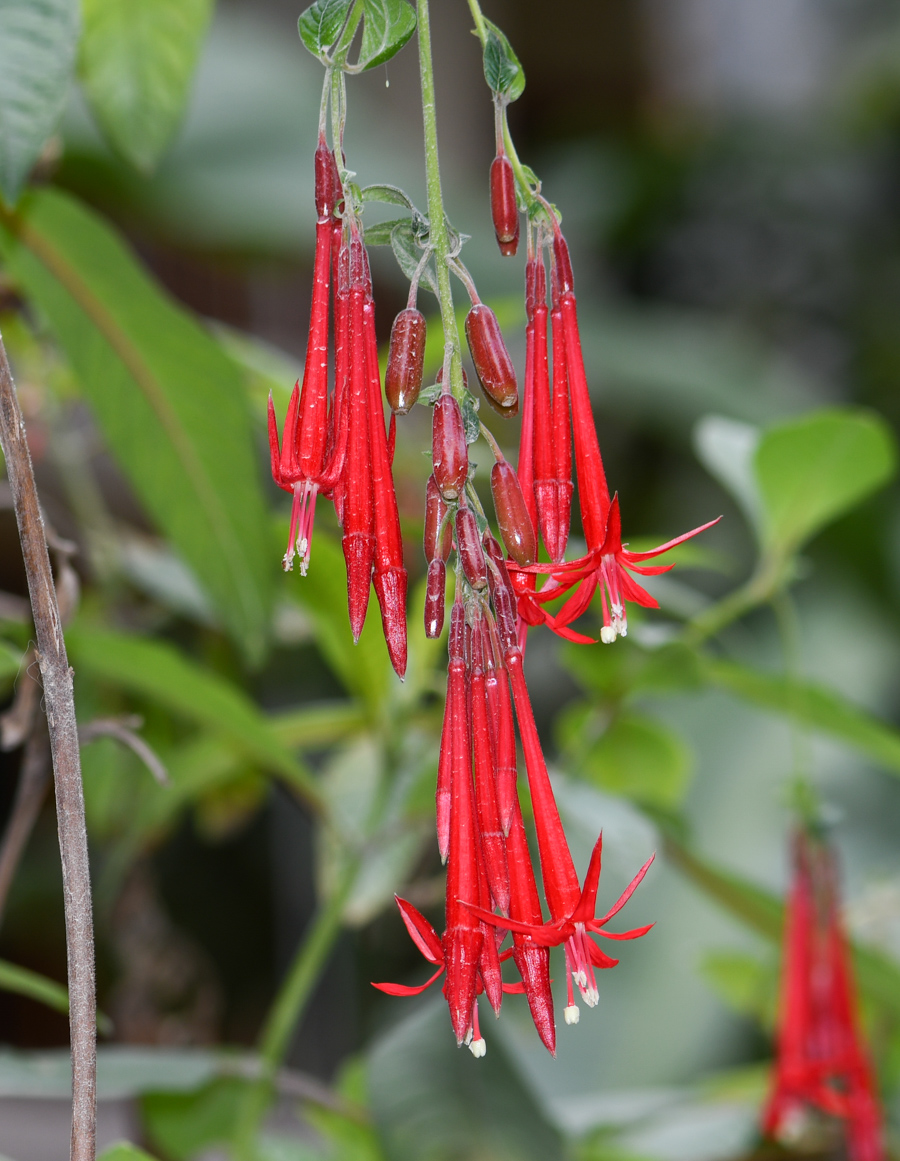 Image of Fuchsia boliviana specimen.