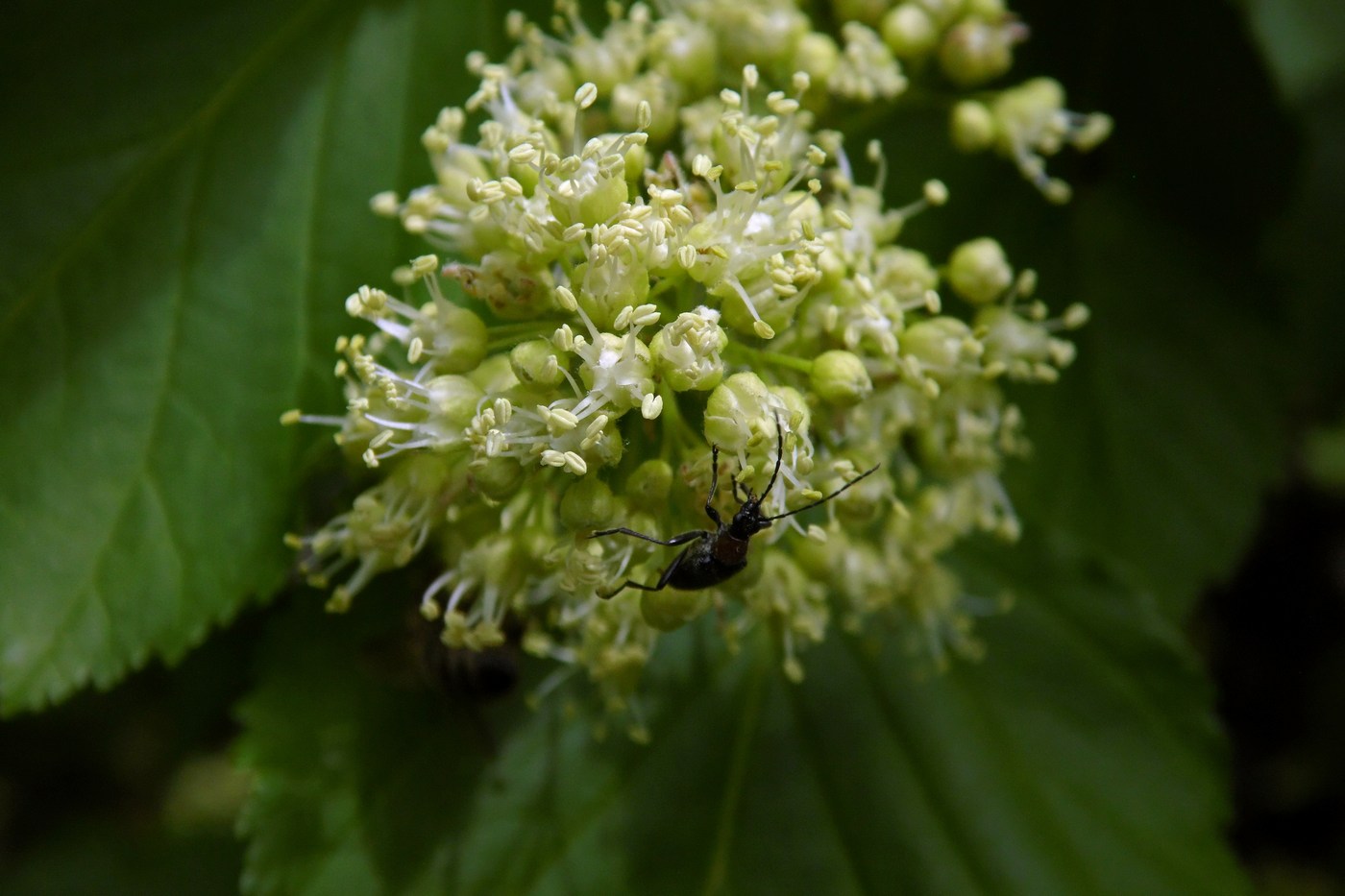 Image of Acer tataricum specimen.