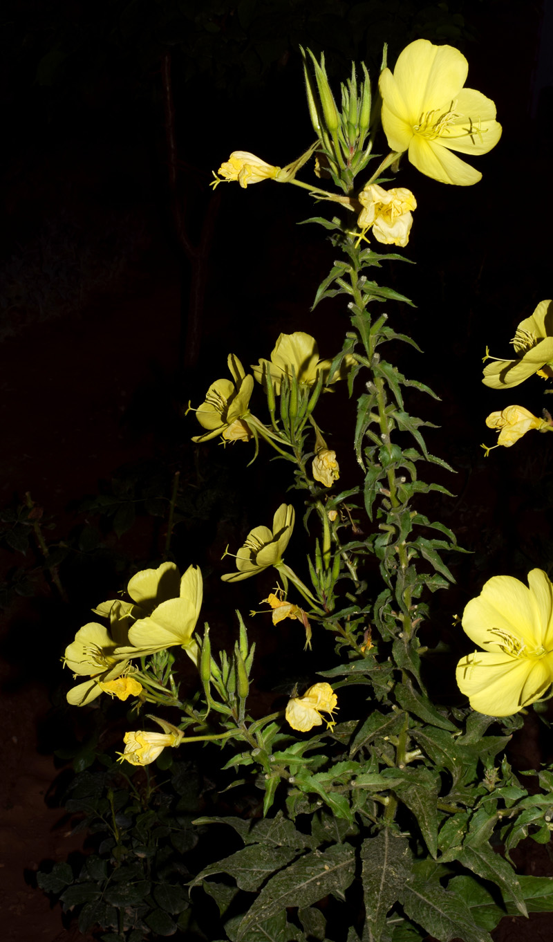 Image of genus Oenothera specimen.