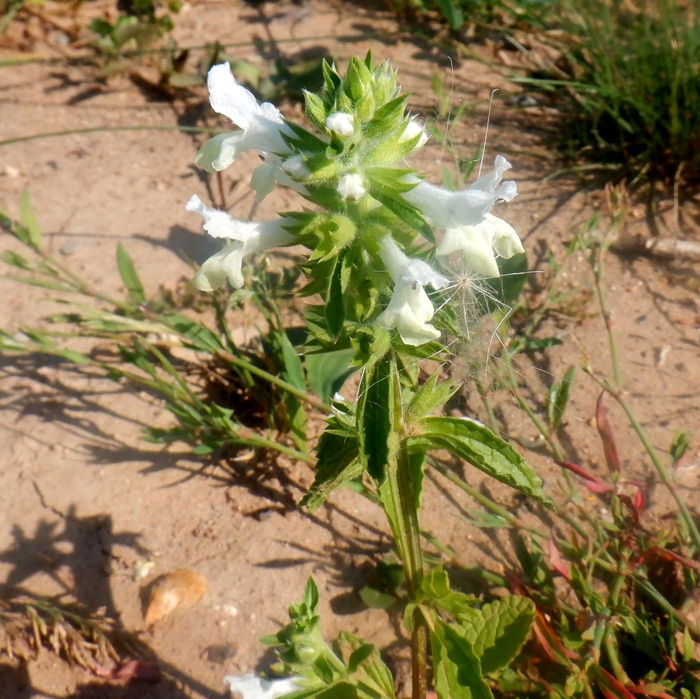 Image of Stachys annua specimen.