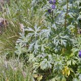 Aconitum altaicum