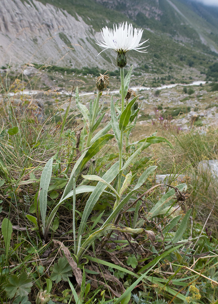 Изображение особи Centaurea cheiranthifolia.