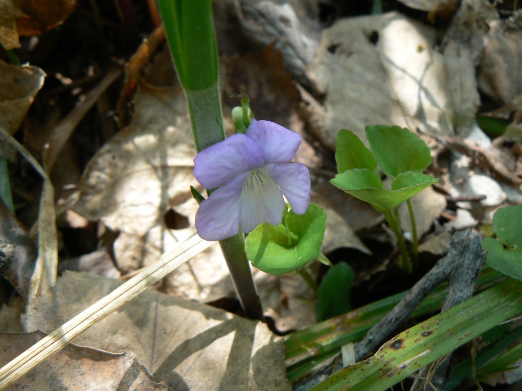 Изображение особи Viola brachysepala.