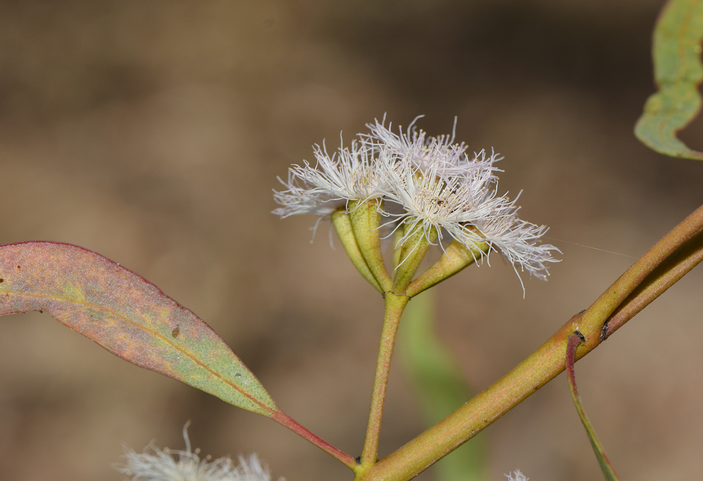 Image of genus Eucalyptus specimen.