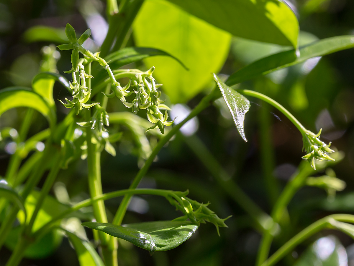 Изображение особи Trachelospermum jasminoides.