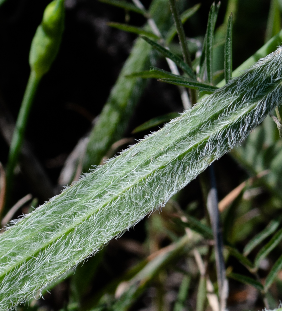 Image of Allium trifoliatum specimen.