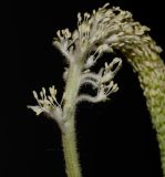 Saururus cernuus. Нижняя часть соцветия. Израиль, Иудейские горы, г. Иерусалим, ботанический сад университета. 16.05.2022.