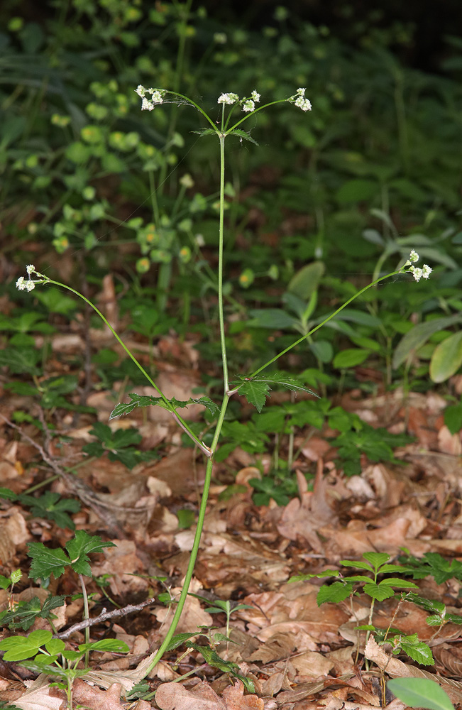 Image of Sanicula europaea specimen.