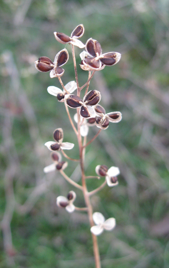 Image of Prospero autumnale specimen.