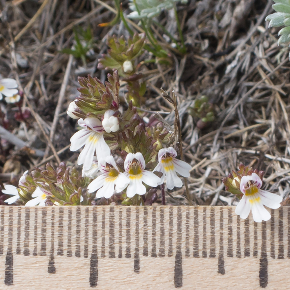 Image of Euphrasia ossica specimen.