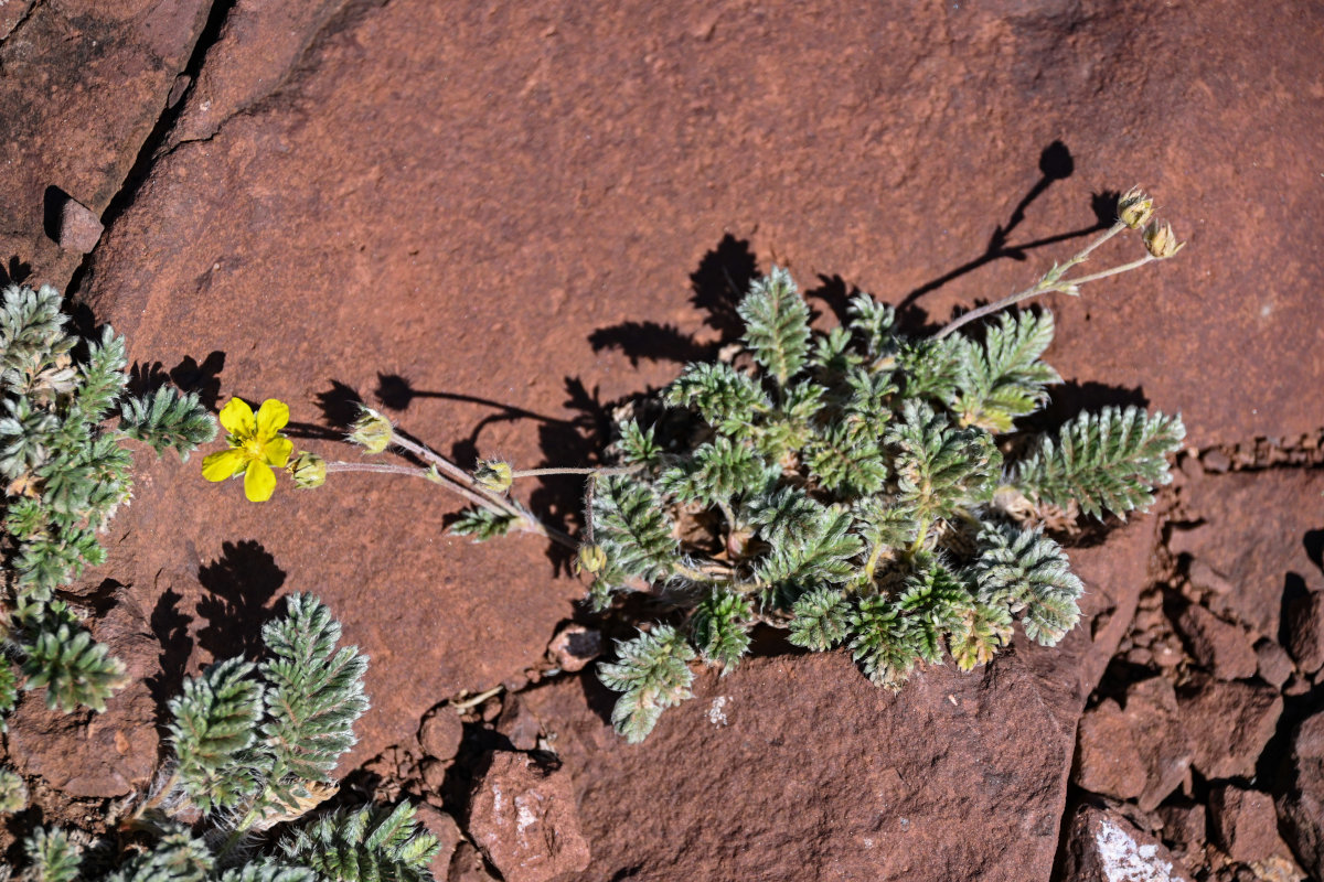 Изображение особи Potentilla sericea.