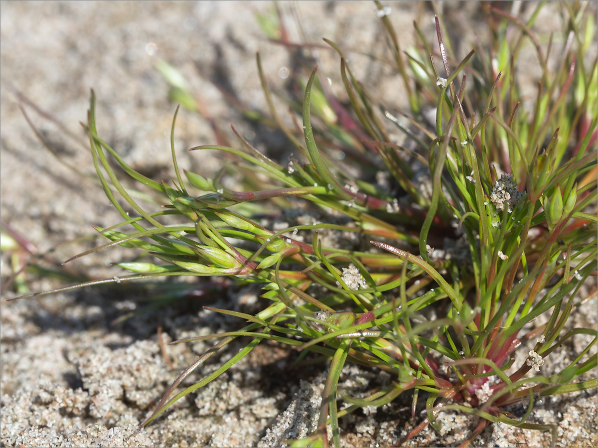 Изображение особи Juncus nastanthus.