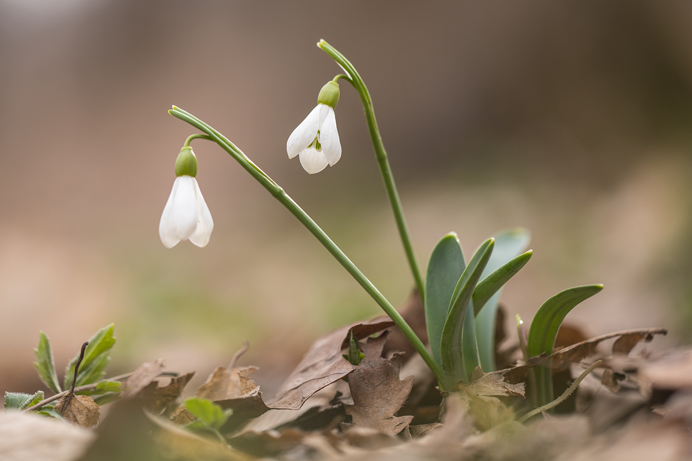 Изображение особи Galanthus alpinus.