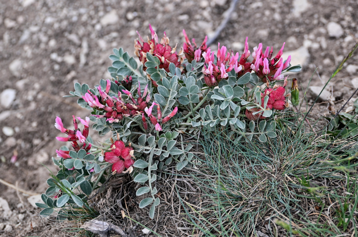 Image of Astragalus calycinus specimen.