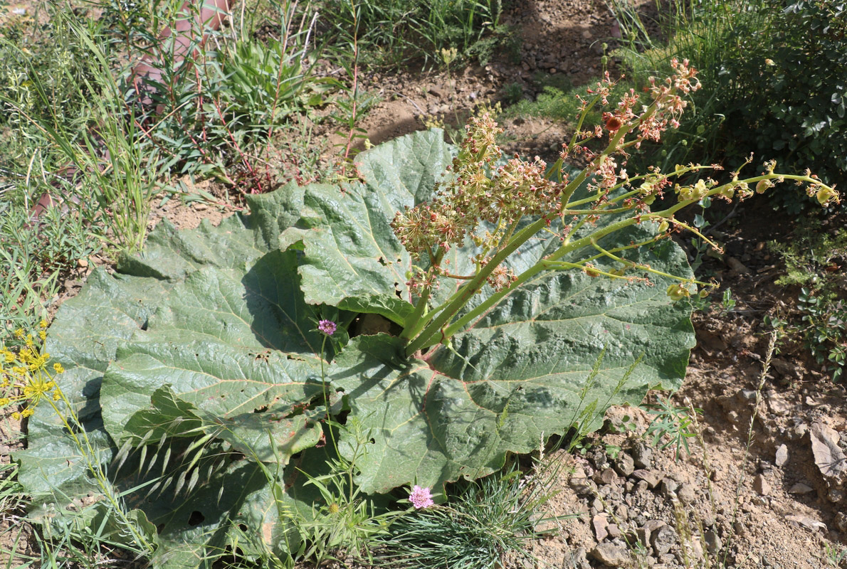 Image of Rheum ribes specimen.