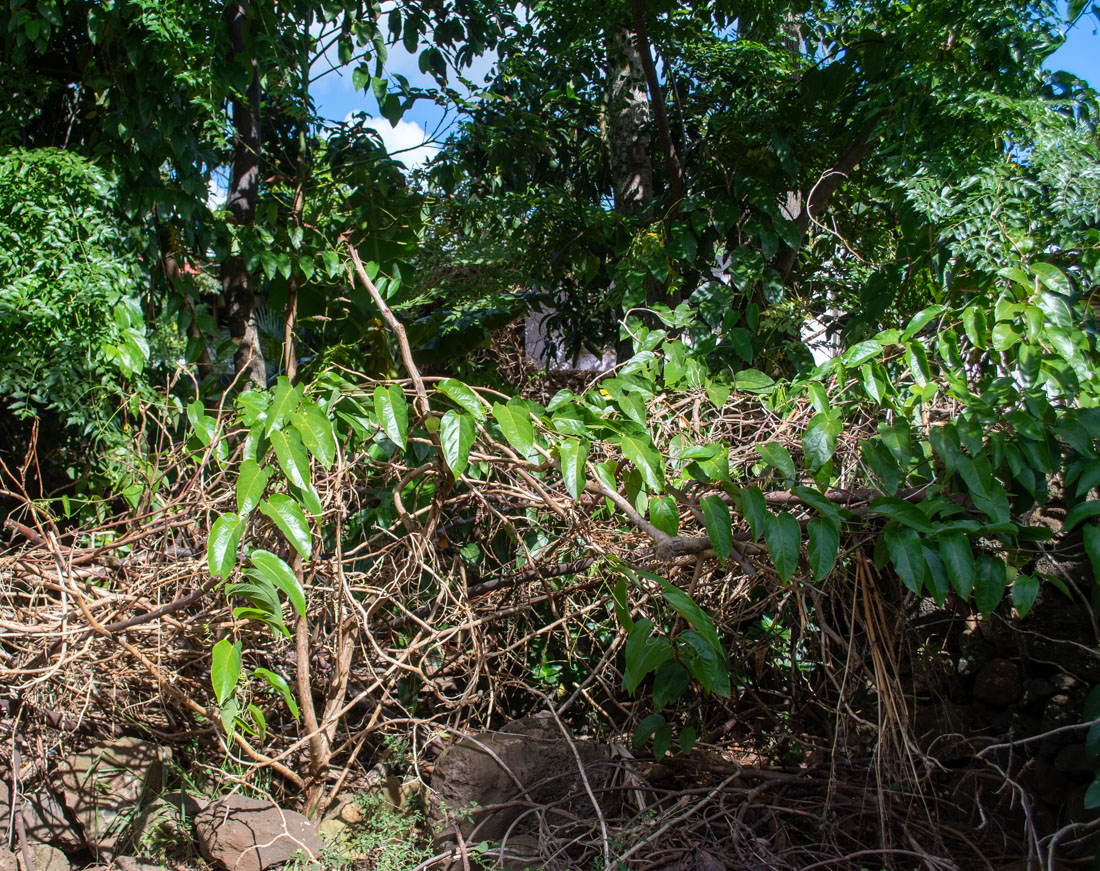 Изображение особи Passiflora maliformis.