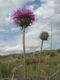 Jurinea xerophytica. Верхушка побега с соцветием. Казахстан, Восточно-Казахстанская обл., Самарский р-н, окр. Казнаковской переправы; Зайсанская котловина, Кулуджунские пески. 22 июня 2023 г.