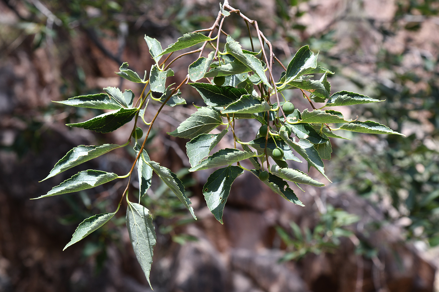 Изображение особи Celtis caucasica.