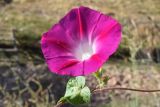 Ipomoea purpurea. Цветок. Узбекистан, Ташкентская обл., Чаткальский хр., кишлак Эрташ, в культуре. 12.07.2023.