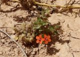 Смотреть изображение Anagallis arvensis