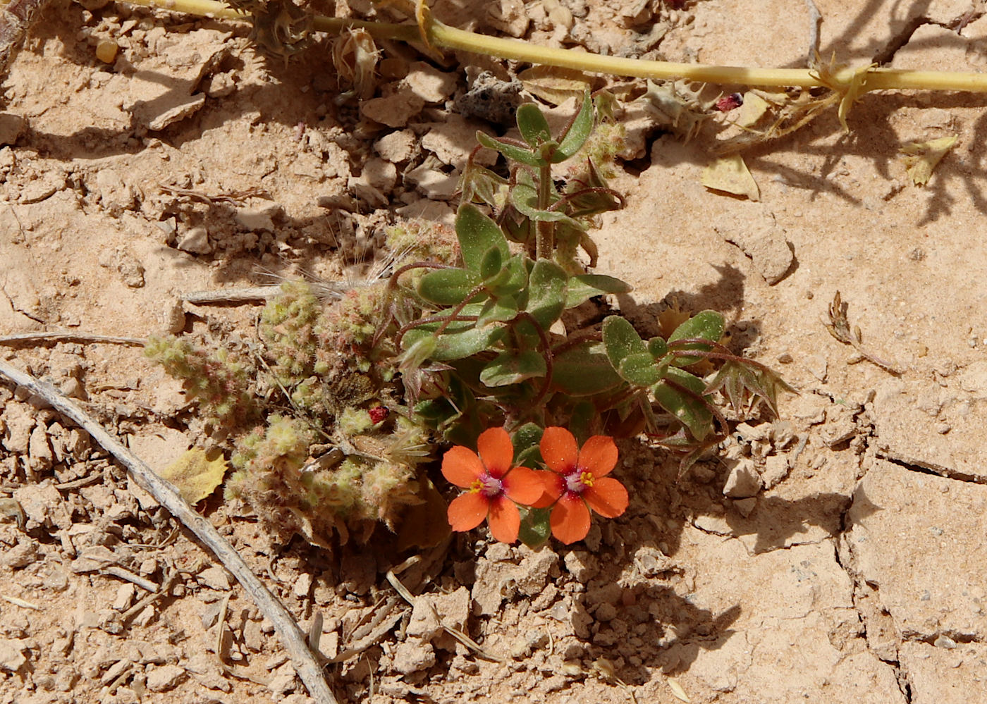 Изображение особи Anagallis arvensis.