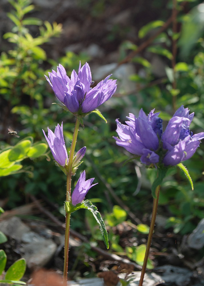 Image of Campanula glomerata specimen.