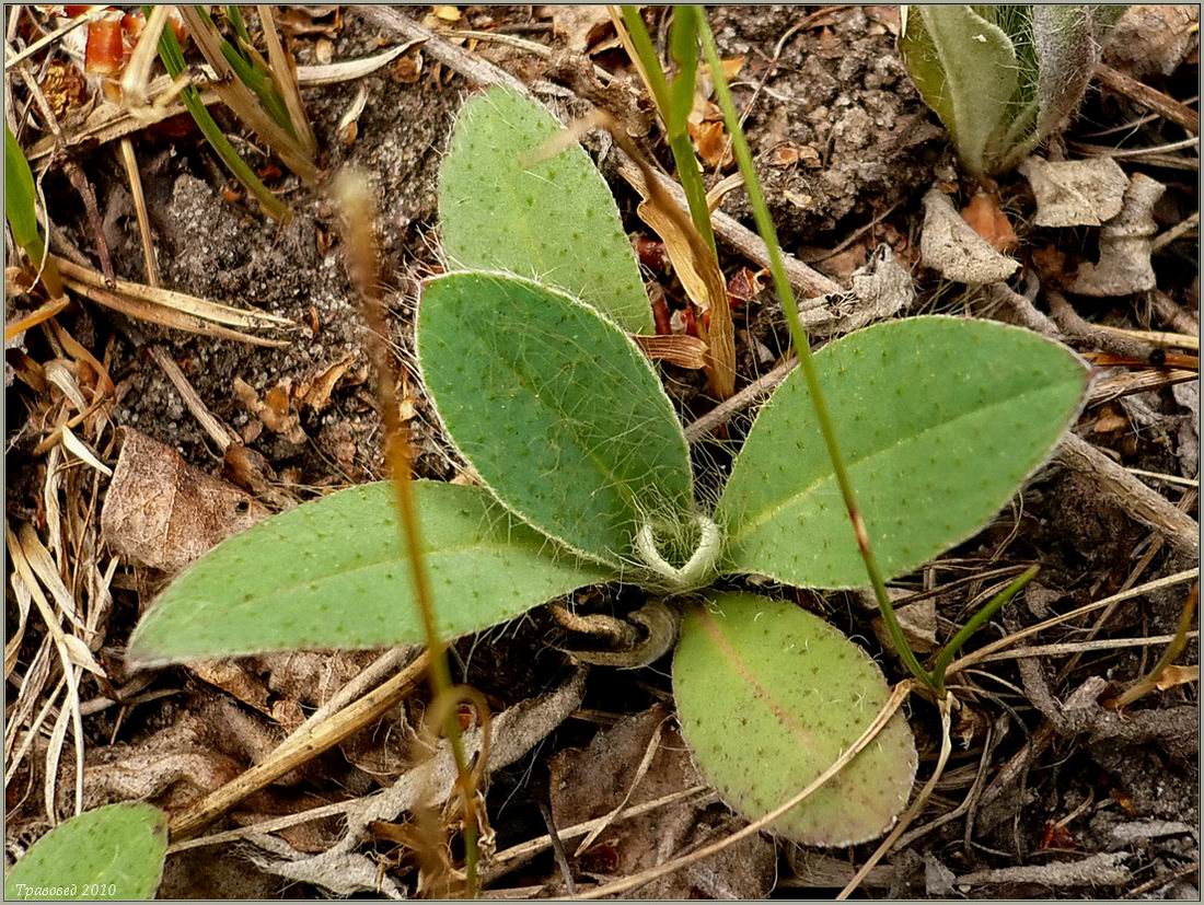 Image of Pilosella officinarum specimen.