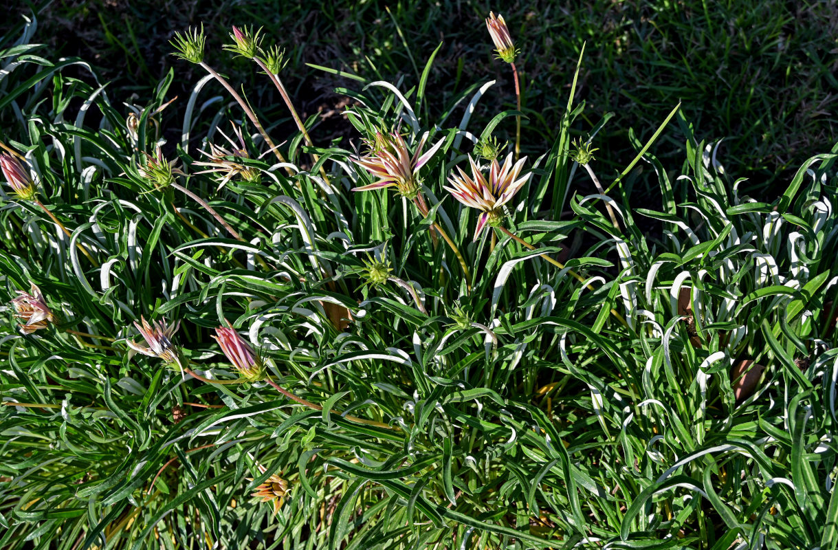 Image of Gazania &times; hybrida specimen.