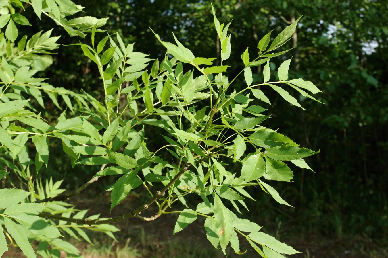 Image of Fraxinus excelsior specimen.