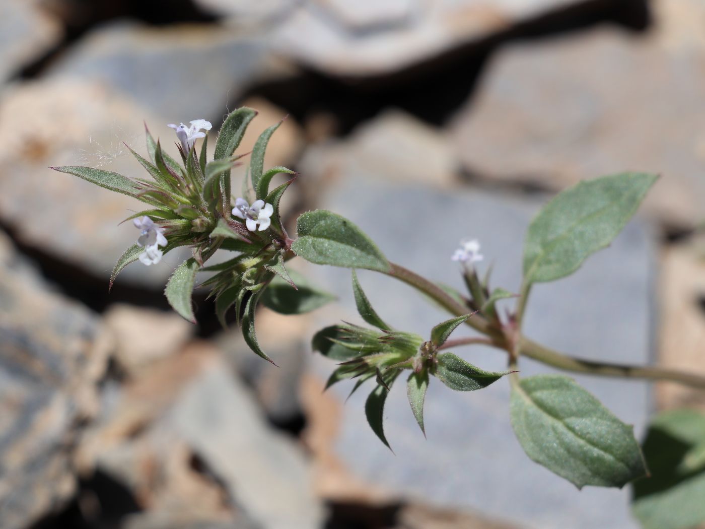 Image of Nepeta pungens specimen.