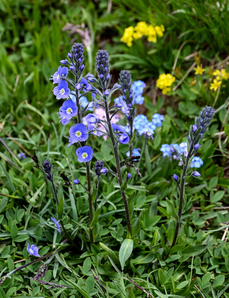 Image of Veronica gentianoides specimen.