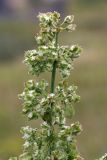 Rumex aquaticus. Верхушка побега соцветия. Мурманская обл., Кольский р-н, пос. Дальние Зеленцы. 03.08.2010.