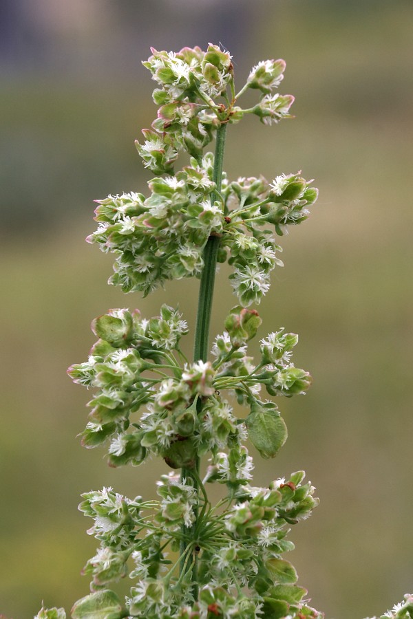 Image of Rumex aquaticus specimen.