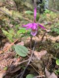 Calypso bulbosa