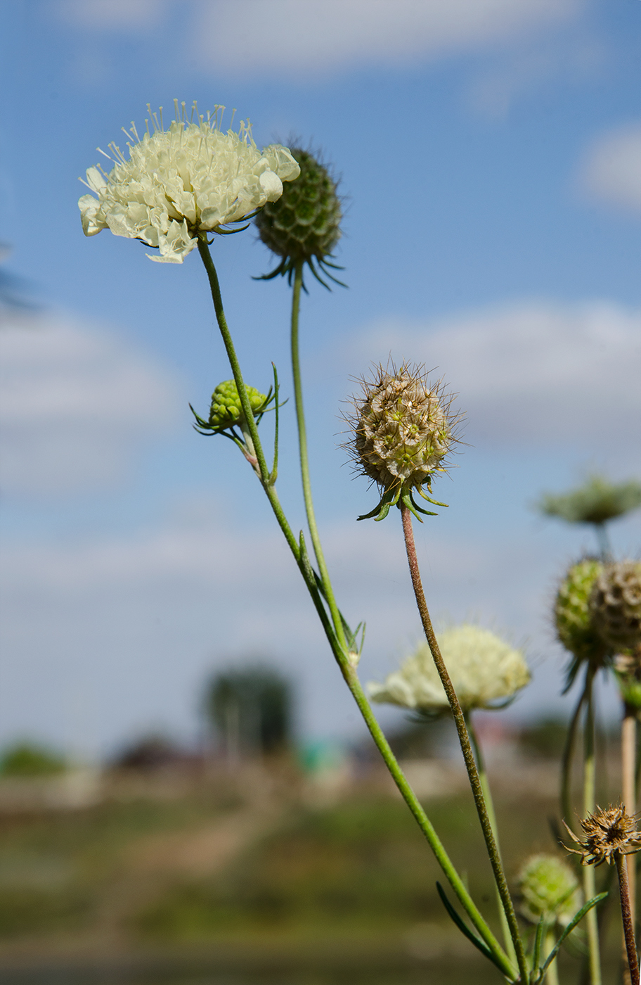 Image of Scabiosa ochroleuca specimen.