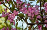 Malus × purpurea